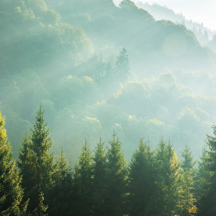 Holz ist ein natürlicher Rohstoff welcher zum Heizen genutzt werden kann.